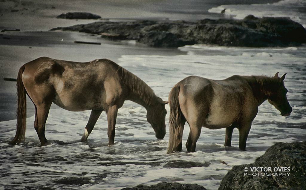 Península Nicoya - Montezuma - Caballos